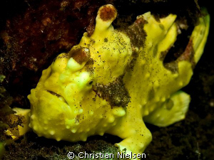 Yellow Frogfish at Sangeang Hot Springs.
Nice versalitil... by Christian Nielsen 